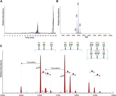 Proteoform Profiles Reveal That Alpha-1-Antitrypsin in Human Serum and Milk Is Derived From a Common Source